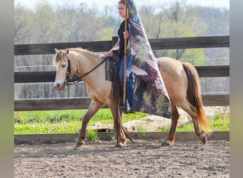 More ponies/small horses, Gelding, 6 years, 11.1 hh, Champagne