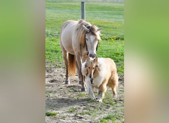 More ponies/small horses, Gelding, 6 years, 11.1 hh, Champagne