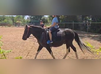 More ponies/small horses, Gelding, 6 years, 11,2 hh, Pinto