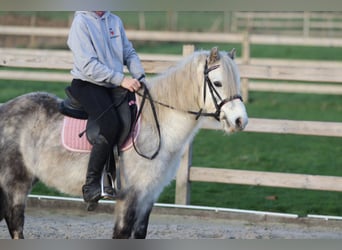 More ponies/small horses, Gelding, 6 years, 11,3 hh