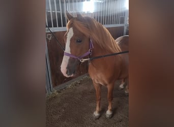 More ponies/small horses, Gelding, 6 years, 12.1 hh, Chestnut-Red