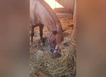 More ponies/small horses, Gelding, 6 years, 12.1 hh, Chestnut-Red