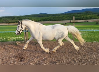 More ponies/small horses Mix, Gelding, 6 years, 12.2 hh, Grey