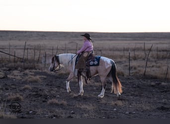 More ponies/small horses, Gelding, 6 years, 12.3 hh, Pinto