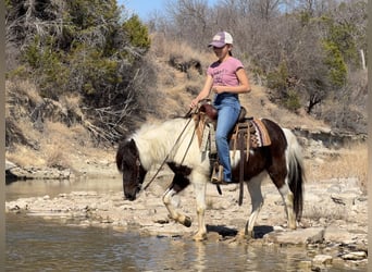 More ponies/small horses, Gelding, 6 years, 12 hh, Pinto