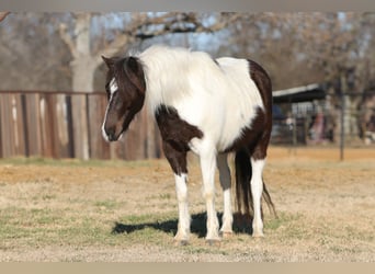 More ponies/small horses, Gelding, 6 years, 12 hh, Pinto