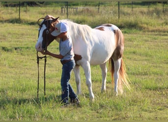 More ponies/small horses, Gelding, 6 years, 12 hh, Pinto