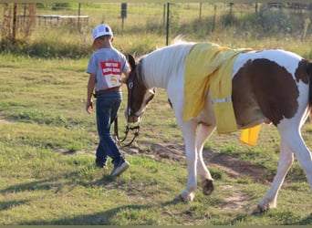 More ponies/small horses, Gelding, 6 years, 12 hh, Pinto