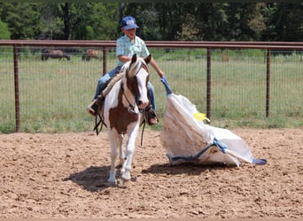 More ponies/small horses, Gelding, 6 years, 12 hh, Pinto