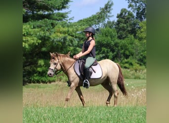 More ponies/small horses, Gelding, 6 years, 12,1 hh, Champagne