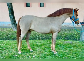 More ponies/small horses, Gelding, 6 years, 12,1 hh, Chestnut-Red