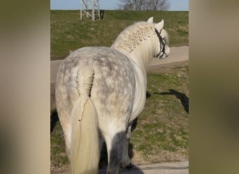 More ponies/small horses, Gelding, 6 years, 12,1 hh, Grey