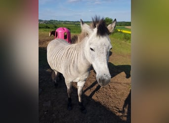 More ponies/small horses Mix, Gelding, 6 years, 12,1 hh