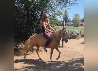 More ponies/small horses, Gelding, 6 years, 12,1 hh, Palomino