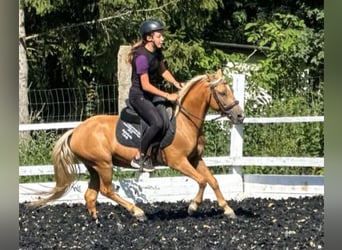 More ponies/small horses, Gelding, 6 years, 12,1 hh, Palomino