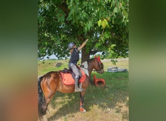 More ponies/small horses, Gelding, 6 years, 12,1 hh, Pinto