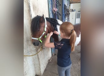 More ponies/small horses, Gelding, 6 years, 12,1 hh, Pinto