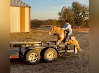 More ponies/small horses, Gelding, 6 years, 12,1 hh, Pinto