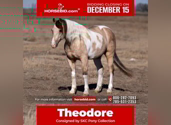 More ponies/small horses, Gelding, 6 years, 12,3 hh, Pinto