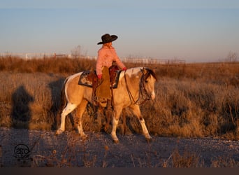 More ponies/small horses, Gelding, 6 years, 12,3 hh, Pinto