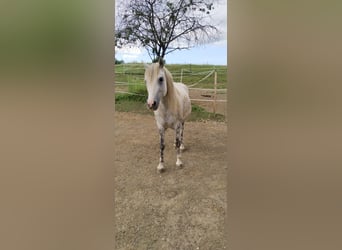 More ponies/small horses Mix, Gelding, 6 years, 13.1 hh, Grey-Dapple