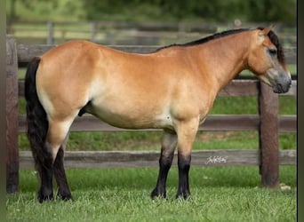 More ponies/small horses, Gelding, 6 years, 13 hh, Dun