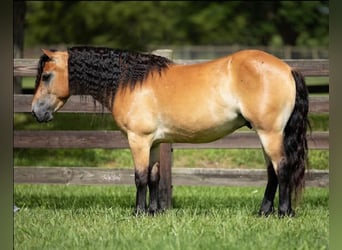 More ponies/small horses, Gelding, 6 years, 13 hh, Dun