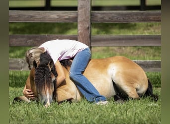 More ponies/small horses, Gelding, 6 years, 13 hh, Dun