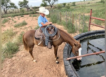 More ponies/small horses, Gelding, 6 years, 13 hh, Sorrel