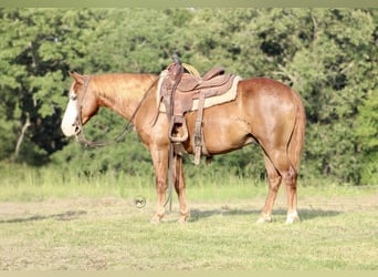 More ponies/small horses, Gelding, 6 years, 13 hh, Sorrel