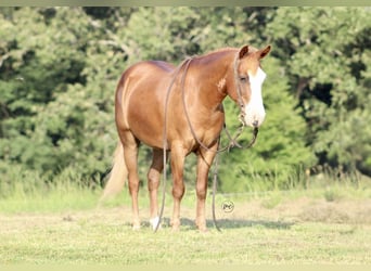 More ponies/small horses, Gelding, 6 years, 13 hh, Sorrel
