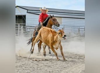 More ponies/small horses, Gelding, 6 years, 13,1 hh, Bay