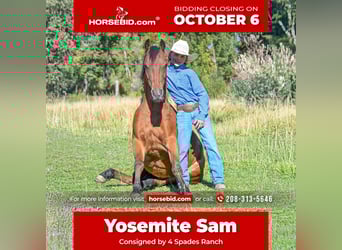 More ponies/small horses, Gelding, 6 years, 13,1 hh, Bay