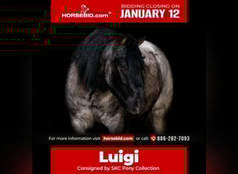 More ponies/small horses, Gelding, 6 years, 13,1 hh, Roan-Blue