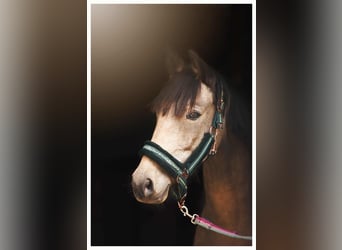 More ponies/small horses, Gelding, 6 years, 13,2 hh, Buckskin