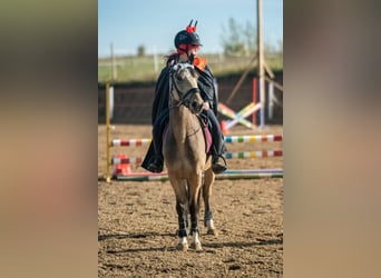 More ponies/small horses, Gelding, 6 years, 13,2 hh, Buckskin