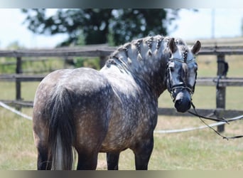More ponies/small horses, Gelding, 6 years, 13,2 hh, Gray-Dapple