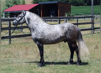More ponies/small horses, Gelding, 6 years, 13,2 hh, Gray-Dapple
