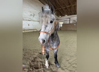 More ponies/small horses Mix, Gelding, 6 years, 13,3 hh, Gray-Dapple