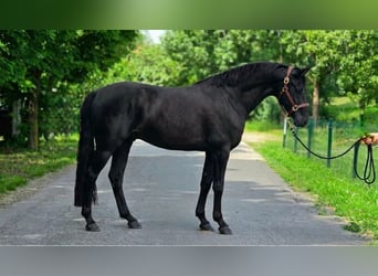 More ponies/small horses, Gelding, 6 years, 14.1 hh, Black