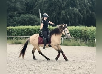 More ponies/small horses, Gelding, 6 years, 14.1 hh, Dun