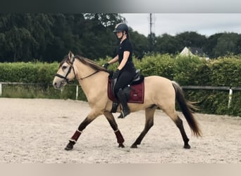 More ponies/small horses, Gelding, 6 years, 14.1 hh, Dun