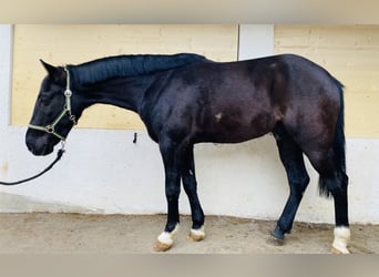 More ponies/small horses, Gelding, 6 years, 14.2 hh, Black