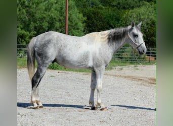 More ponies/small horses, Gelding, 6 years, 14.2 hh, Grey