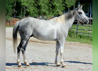 More ponies/small horses, Gelding, 6 years, 14.2 hh, Grey