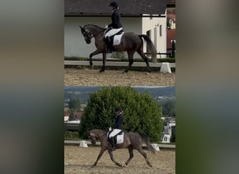 More ponies/small horses, Gelding, 6 years, 14 hh, Grey