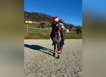 More ponies/small horses, Gelding, 6 years, 14 hh, Grey