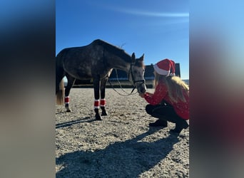 More ponies/small horses, Gelding, 6 years, 14 hh, Grey