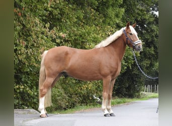 More ponies/small horses, Gelding, 6 years, 14,1 hh, Chestnut-Red