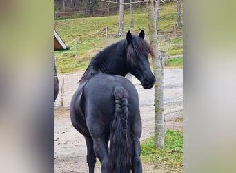 More ponies/small horses Mix, Gelding, 6 years, 14,2 hh, Black